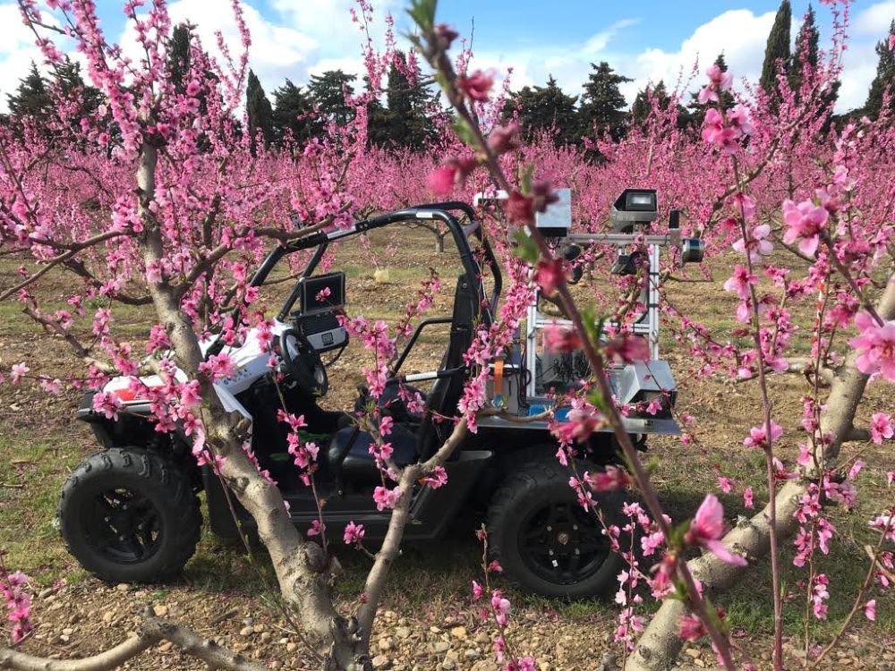 Green Atlas Cartographer scanning stonefruit flowers